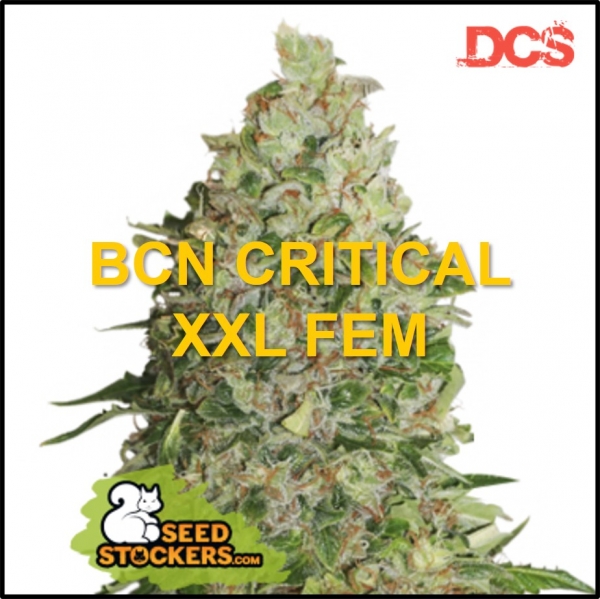 BCN Critical XXL Feminised Cannabis Seeds | Seed Stockers
