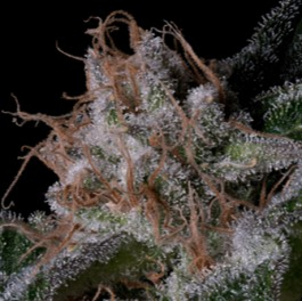 Trippy Pebbles Feminised Cannabis Seeds | Big Head Seeds
