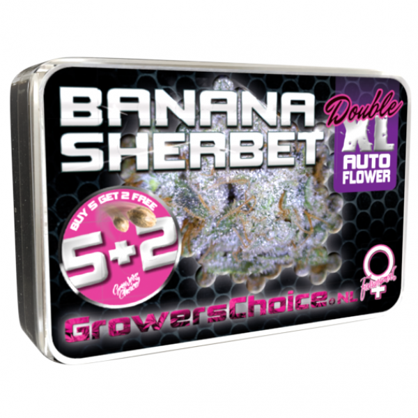 Banana Sherbet Double XL Auto Feminised Cannabis Seeds - Growers Choice