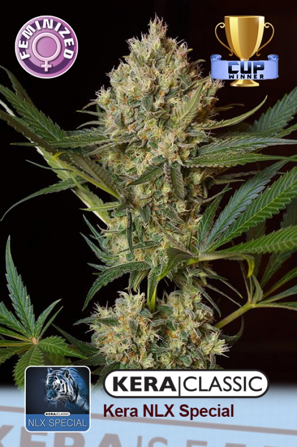 NLX Special Feminised Cannabis Seeds | Kera Seeds