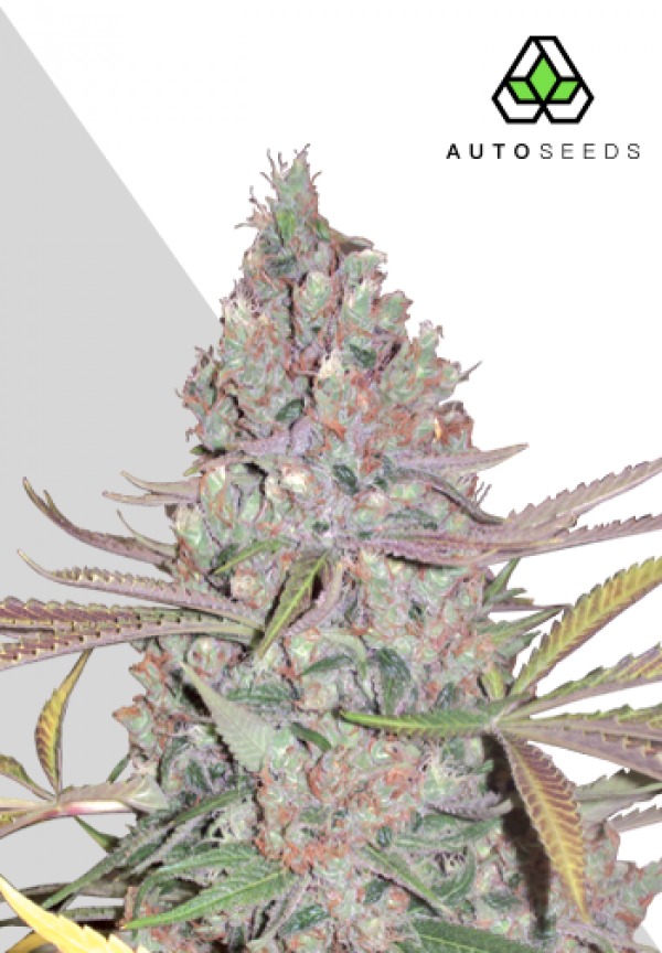 Berry Ryder Autoflowering Feminised Cannabis Seeds | Auto Seeds