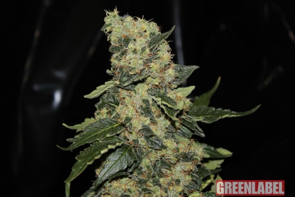 Berry Delight Feminised Cannabis Seeds | GreenLabel Seeds
