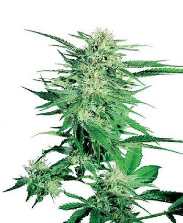 Big Bud Feminised Cannabis Seeds | Sensi Seeds 