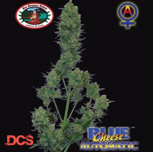 Blue Cheese Automatic Feminised Cannabis Seeds | Big Buddha Seeds 