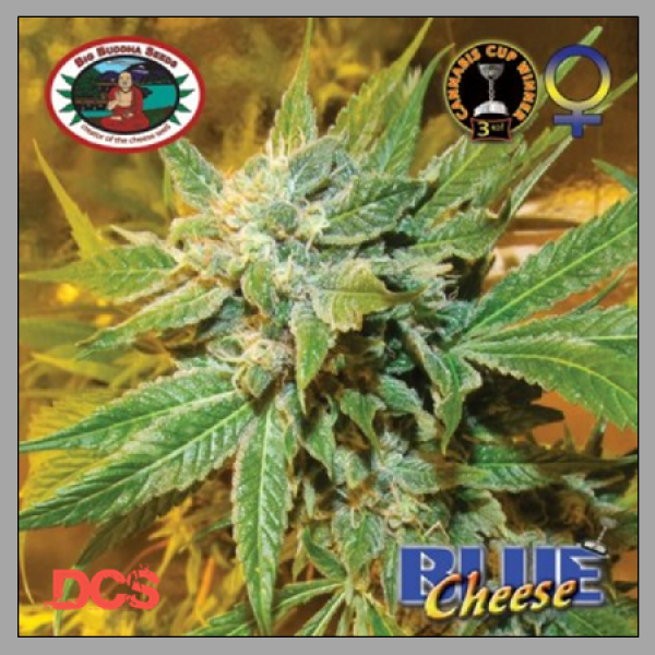 Blue Cheese Feminised Cannabis Seeds | Big Buddha Seeds