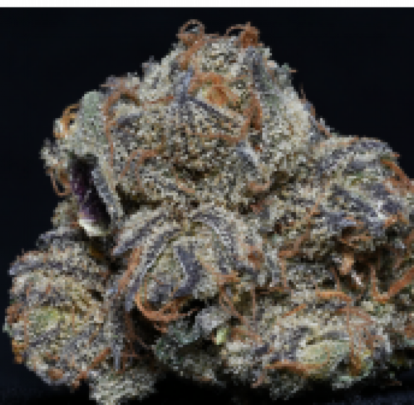 Grandaddy Purple Feminised Cannabis Seeds | Big Head Seeds