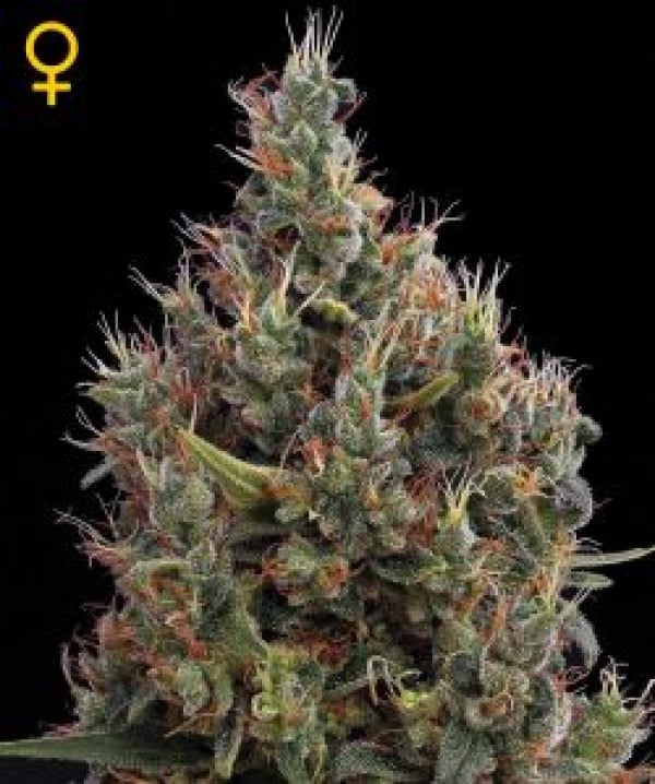 Big Bang Automatic Feminised Cannabis Seeds | Green House Seeds 