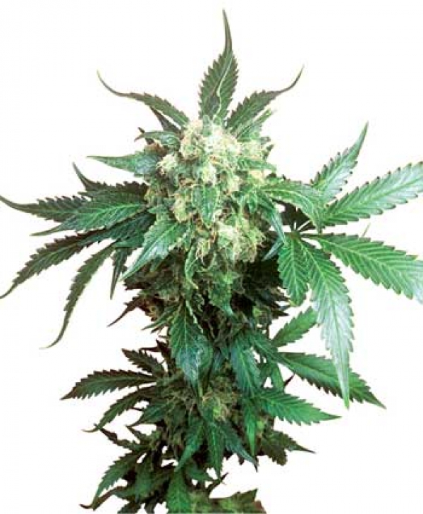 Black Domina Regular Cannabis Seeds | Sensi Seeds 