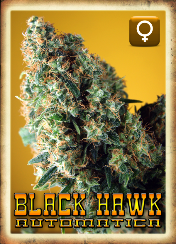 Black Hawk Auto Feminised Cannabis Seeds | Rockwell Seeds