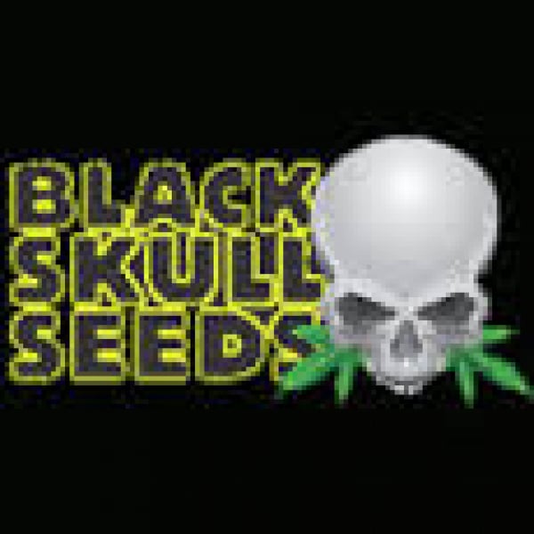 Black Skull Seeds | Discount Cannabis Seeds