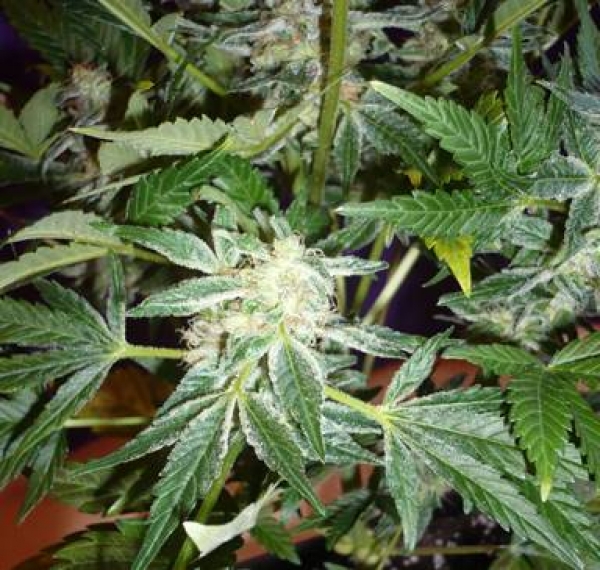 Black Widow Regular Cannabis Seeds | Mr Nice Seeds