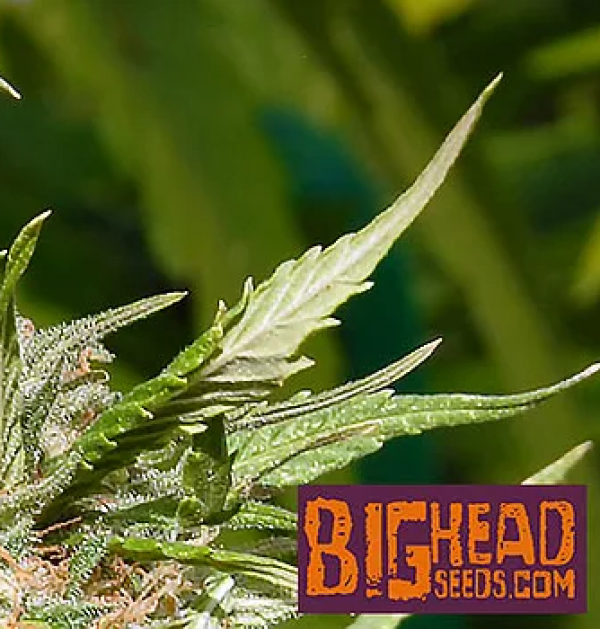 Zkittelz Feminised Cannabis Seeds | Big Head Seeds