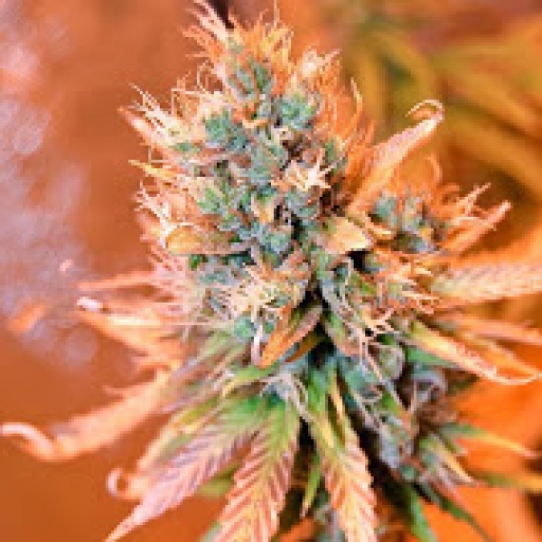 Blue Medi Kush Feminised Cannabis Seeds | Spliff Seeds 