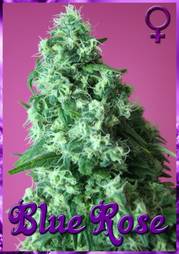 Blue Rose Feminised Cannabis Seeds | Rockwell Seeds