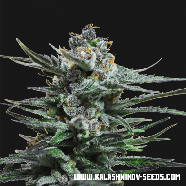 Blue Acid Auto Feminised Cannabis Seeds | Kalashnikov Seeds
