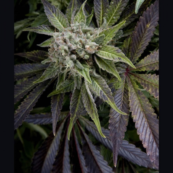 Auto Blue Pyramid Feminised Cannabis Seeds | Pyramid Seeds