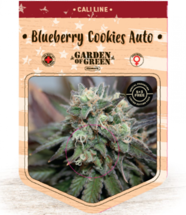 Blueberry Cookies Auto Feminised Cannabis Seeds | Garden of Green