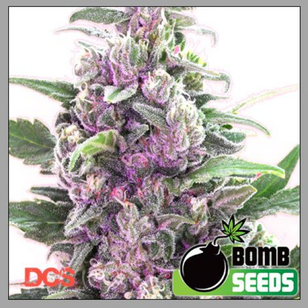 THC Bomb Feminised Cannabis Seeds | Bomb Seeds 