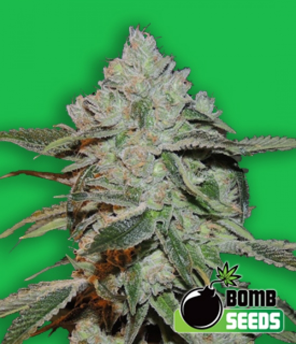 Bomb Seeds Atomic Feminised Cannabis Seeds For Sale