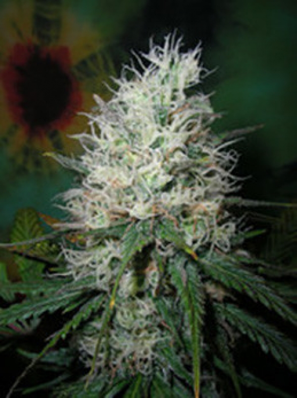 Afghani Dream Regular Cannabis Seeds | British Columbia 