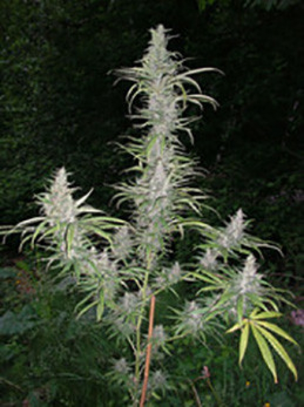 Cali Miss Regular Cannabis Seeds | British Columbia 