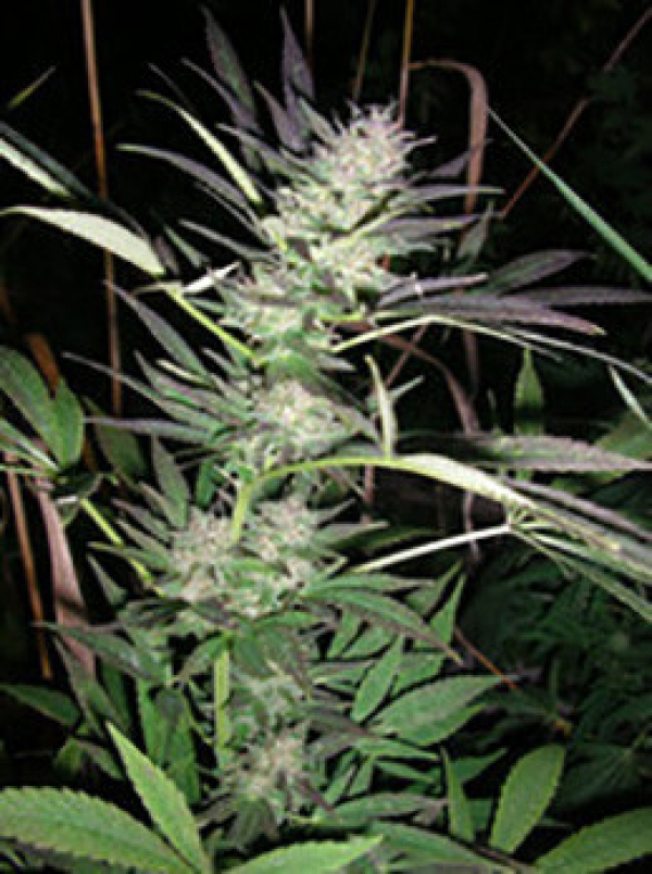 Purple Lightning Regular Cannabis Seeds | British Columbia 