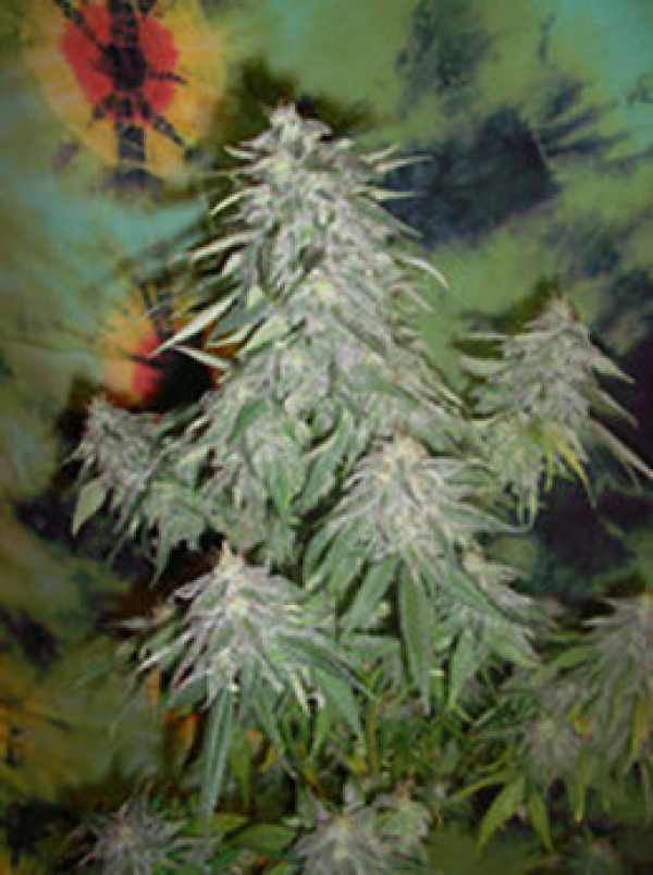 Super Kush Regular Cannabis Seeds | British Columbia 