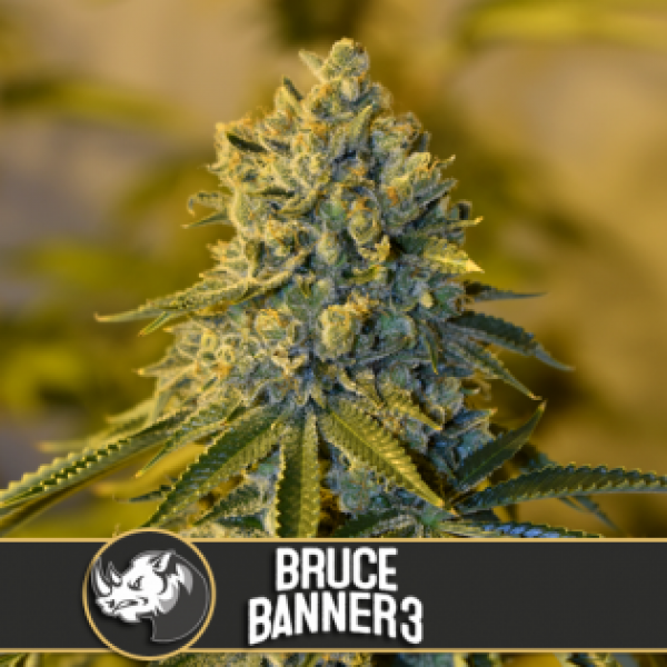 Bruce Banner #3 Feminised Cannabis Seeds | Blim Burn America