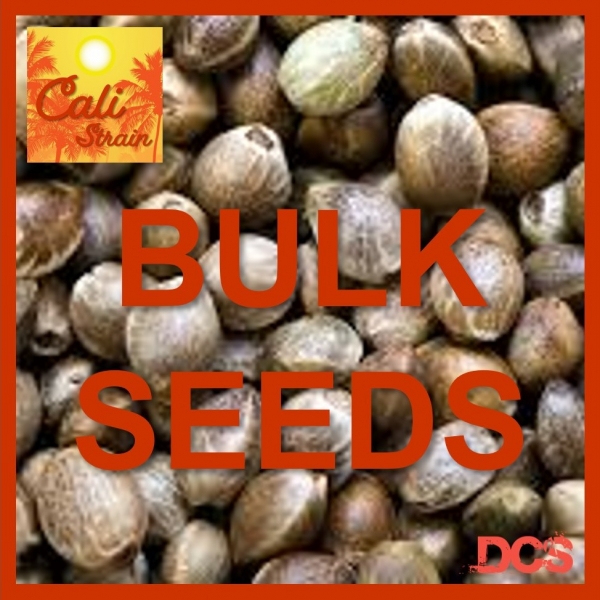 Runtz Grapes Feminised Cannabis Seeds - 100 Bulk Seeds