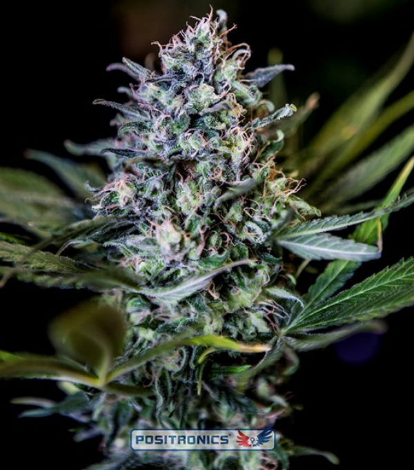 CBD Black Widow Feminised Cannabis Seeds | Positronics