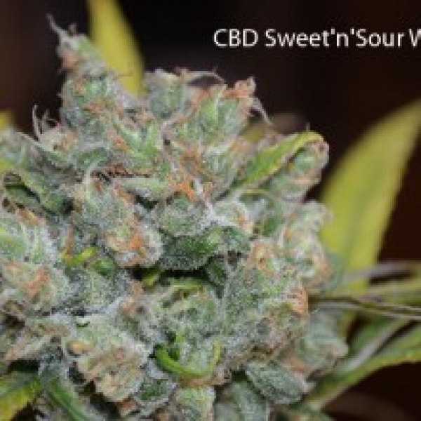  Sweet and Sour Widow Regular Cannabis Seeds