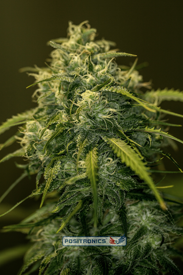CBD Jack Diesel Feminised Cannabis Seeds | Positronics