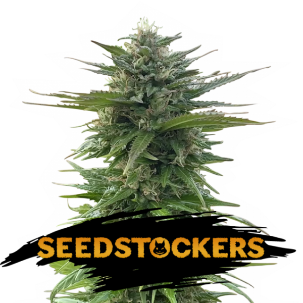 CBG Zerodue Feminised Cannabis Seeds | Seed Stockers