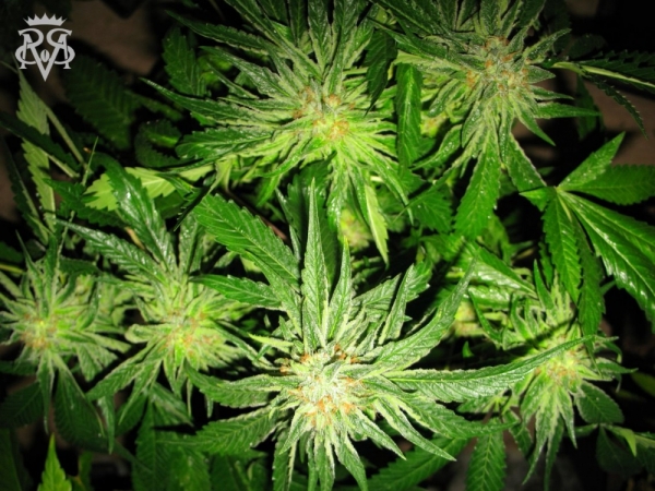 Sick Meds Chupacabra Feminised Cannabis Seeds