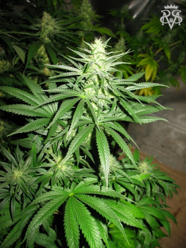 Sick Meds Chupacabra regular Cannabis Seeds