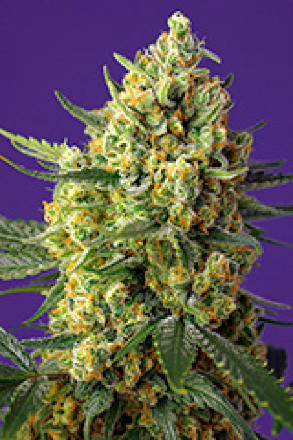 Crystal Candy XL Auto Feminised Cannabis Seeds | Sweet Seeds