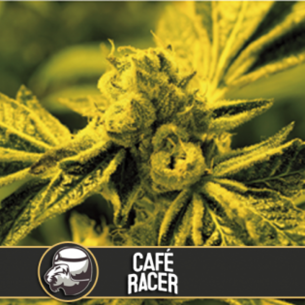 Café Racer Feminised Cannabis Seeds | Blim Burn America