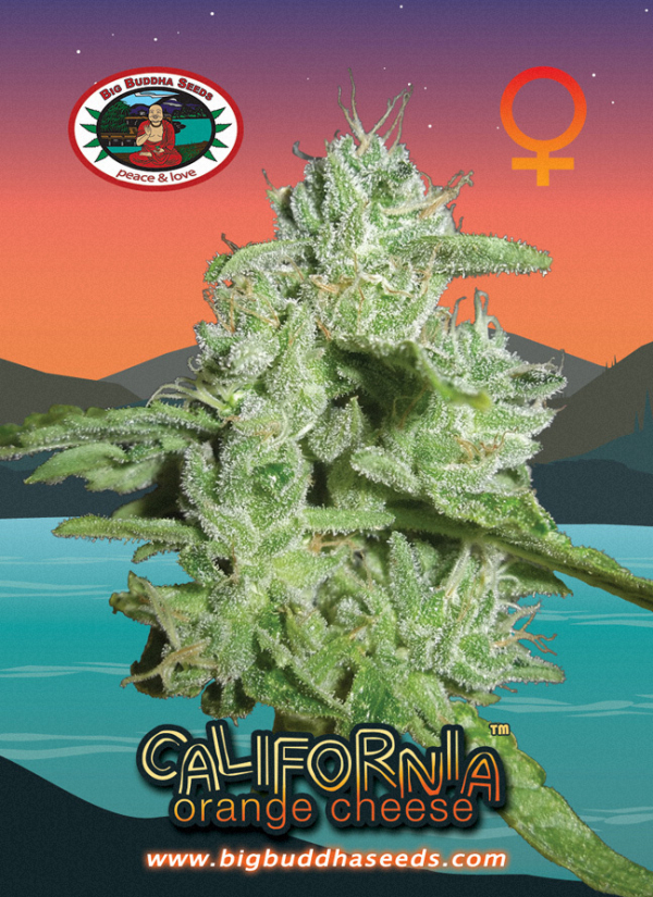 California Orange Cheese Feminised Cannabis Seeds | Big Buddha Seeds 