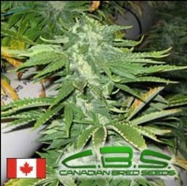 Bunker Bud Regular Cannabis Seeds | Canadian Bred Seeds