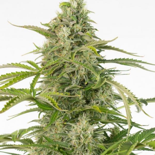 Cheese CBD Auto Feminised Cannabis Seeds - Dinafem Seeds