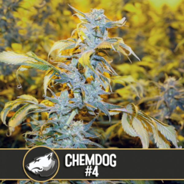 Chemdog #4 Feminised Cannabis Seeds | Blim Burn America