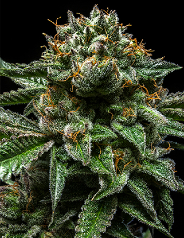 Chempie Feminised Cannabis Seeds | Ripper Seeds