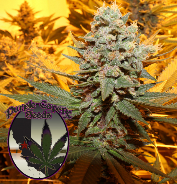 Cherry Cake Regular Cannabis Seeds | Purple Caper Seeds