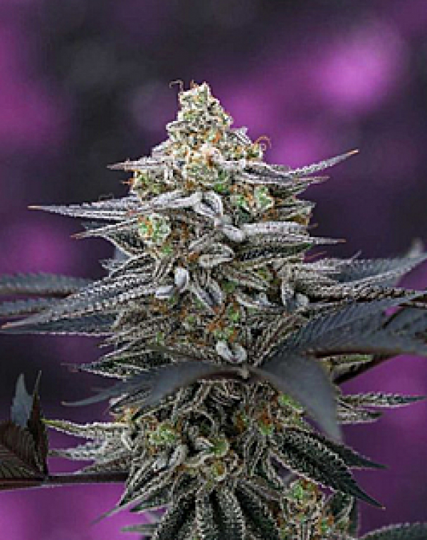Cherrygasm Regular Cannabis Seeds | TGA Seeds