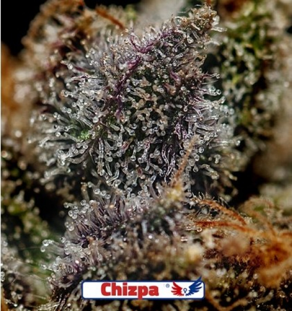 Chizpa Feminised Feminised Cannabis Seeds | Positronics