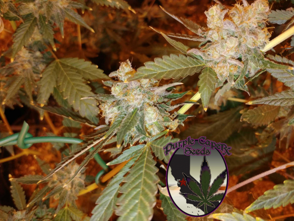 Chocolate OG Regular Cannabis Seeds | Purple Caper Seeds