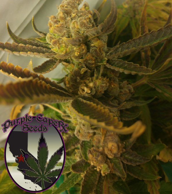 Chocolate Chip Cookie Regular Cannabis Seeds | Purple Caper Seeds