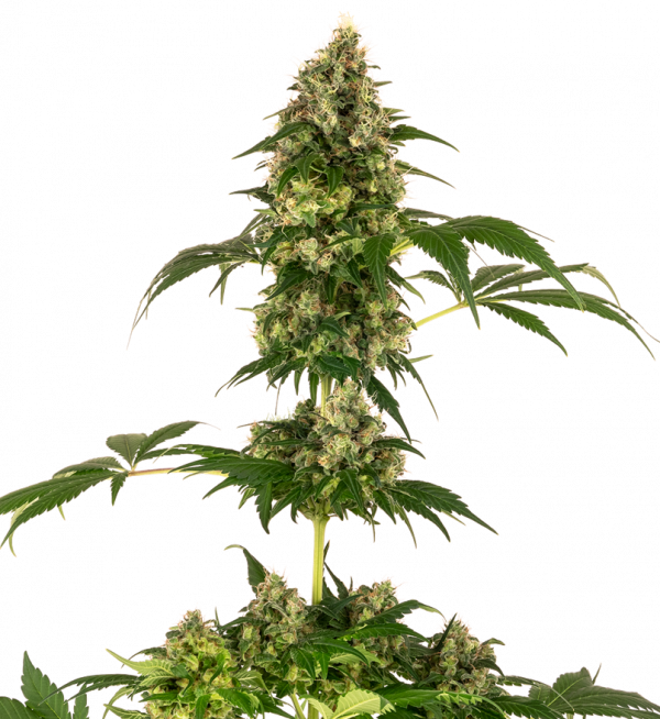 Cobalt Haze Feminised Cannabis Seeds - Sensi Seeds