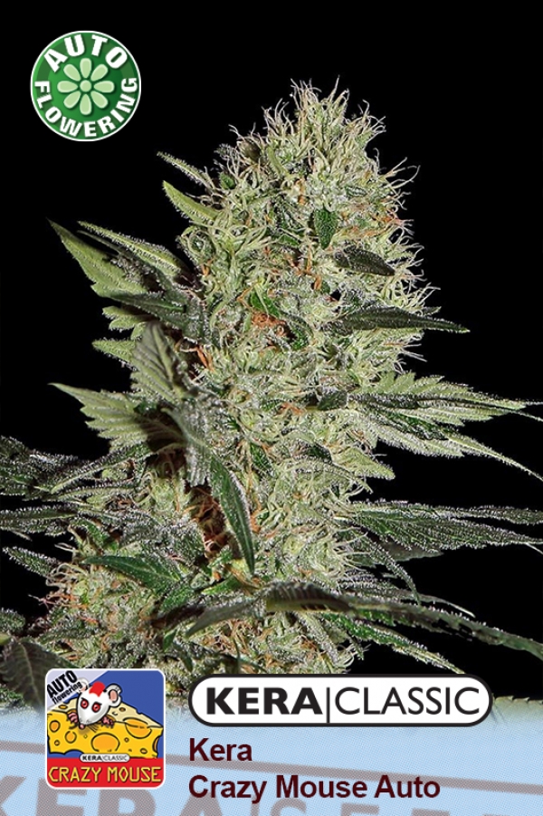 Crazy Mouse Auto (Amsterdam Cheese Auto) Feminised Cannabis Seeds |  Kera Seeds