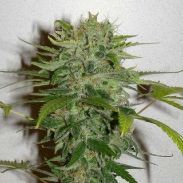 Cristal Limit Regular Cannabis Seeds | KC Brains Seeds